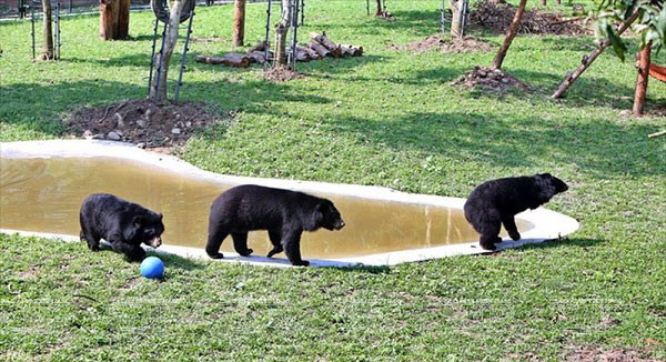 Các buồng này đều được trang bị đầy đủ đồ vật an toàn vừa với kích thước cơ thể cho chúng vui chơi.