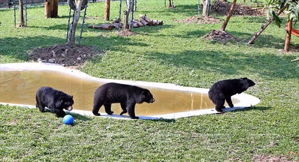 Các buồng này đều được trang bị đầy đủ đồ vật an toàn vừa với kích thước cơ thể cho chúng vui chơi.