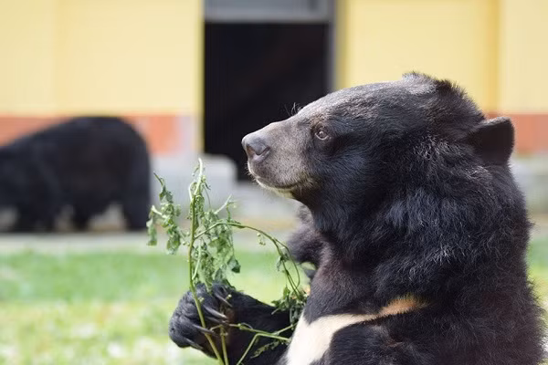 Mặc dù rất nhiều cá thể gấu Việt Nam được Tổ chức tiếp nhận đều trong tình trạng sức khỏe kém, nhưng hầu hết chúng đều hồi phục tốt.