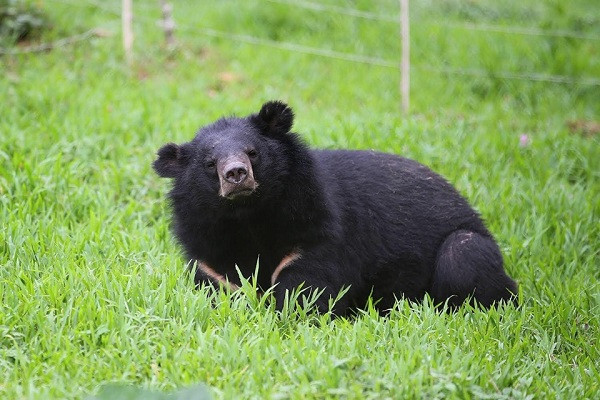 Bên cạnh đó, nhiều cá thể gấu còn tỏ ra hoang mang, giận dữ và căng thẳng khi mới được cứu hộ về.