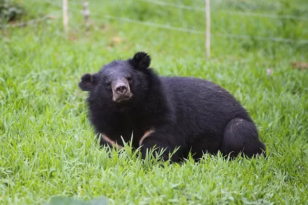 Bên cạnh đó, nhiều cá thể gấu còn tỏ ra hoang mang, giận dữ và căng thẳng khi mới được cứu hộ về.
