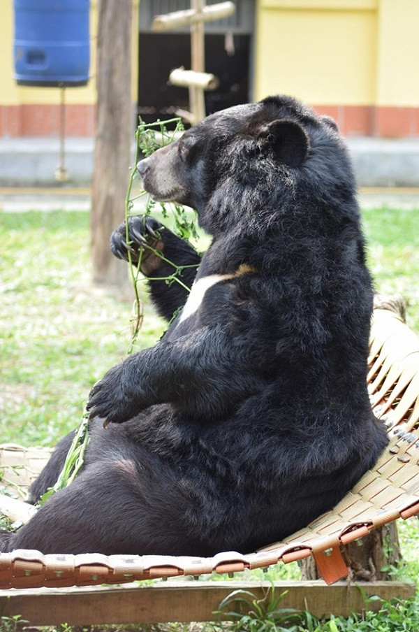 Những chú gấu sợ hãi và hung dữ ngày nào dần trở nên hòa đồng và thân thiện hơn, nhanh chóng thích nghi với môi trường tự nhiên.