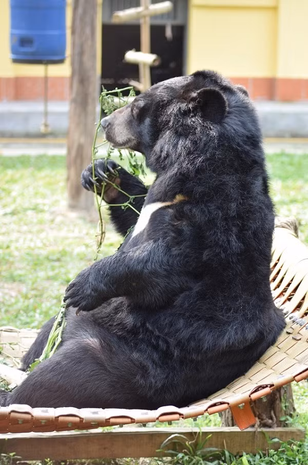 Những chú gấu sợ hãi và hung dữ ngày nào dần trở nên hòa đồng và thân thiện hơn, nhanh chóng thích nghi với môi trường tự nhiên.