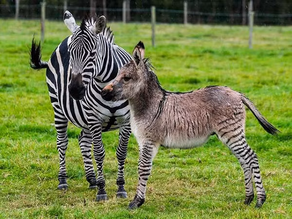 Lừa vằn là kết quả giao phối giữa ngựa vằn và lừa, với số nhiễm sắc thể của lừa nhiều hơn ngựa vằn.