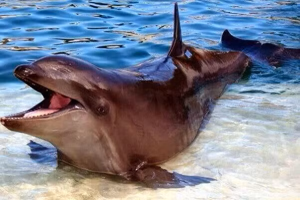 Wholphin là kết quả lai giống giữa cá voi giả sát thủ và cá heo bottlenose, có ngoại hình vô cùng đáng yêu. Mỗi con có 66 chiếc răng - số răng trung bình của bố mẹ chúng (cá voi giả sát thủ có 44 chiếc răng và cá voi bottlenose có 88 chiếc răng).