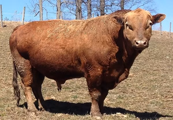 Nhiều người sẽ bất ngờ khi biết rằng các nhà nghiên cứu đã lai giống giữa bò và trâu ra loài Beefalo. Điều này nhằm tạo ra một loại thịt mới chất lượng hơn và tác động tới môi trường thấp hơn so với các loài gia súc khác.