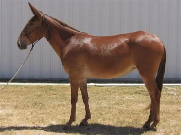 Kết quả của quá trình lai giữa ngựa cái và lừa đực cho ra đời loài la. Tất cả những loài vật này đều khỏe mạnh, thông minh và có tính cách tốt.