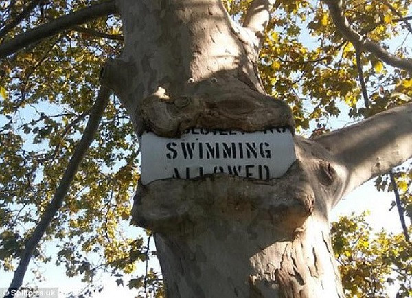 Tình trạng tương tự đối với biển báo "Cấm bơi". Cây ôm che hết chữ có thể khiến du khách hiểu lầm về thông tin ghi trên biển báo.