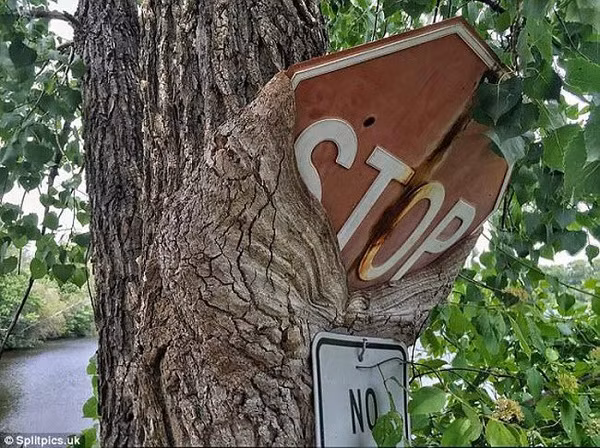 Cây to "hóa" quái vật "ngoạm" lấy biển báo trên đường khiến ai đi qua cũng khiếp sợ.