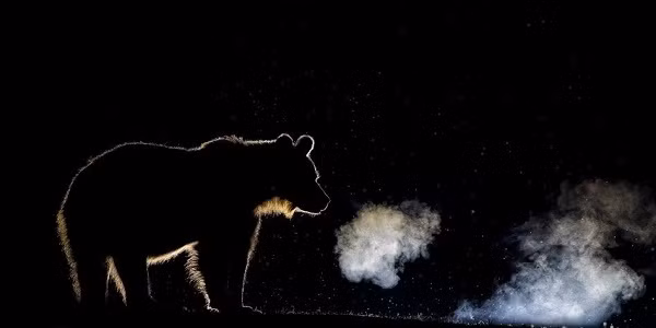 Bóng của một chú gấu giữa trời đêm cho thấy con người và động vật luôn thật nhỏ bé trước thiên nhiên rộng lớn.