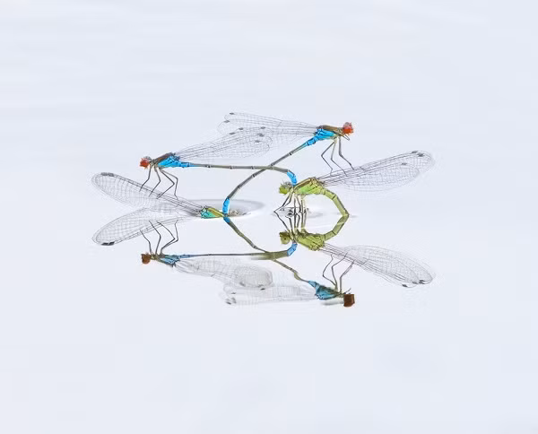 Một nhiếp ảnh gia “săn” chuồn chuồn mùa sinh sản tại một công viên ở London. Khi đó chuồn chuồn tập trung nhiều trên mặt nước, rất dễ để tác nghiệp và đây là kết quả.