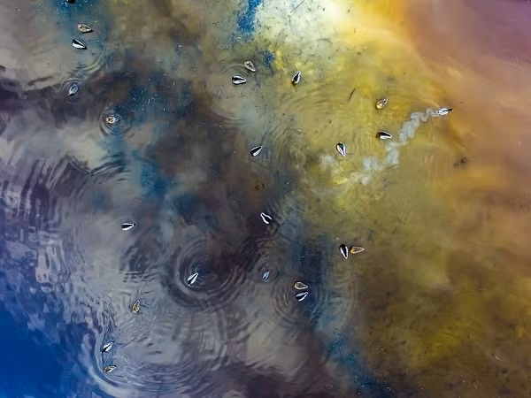 Đàn vịt trời trong một hồ nước ở Hungary qua ảnh trên cao chụp bởi drone giành giải nhì hạng mục nhiếp ảnh gia trẻ. Theo tác giả, màu sắc lạ kỳ trong tranh là hoàn toàn tự nhiên, tạo nên bởi sự phân hủy một số loài thực vật ven hồ.