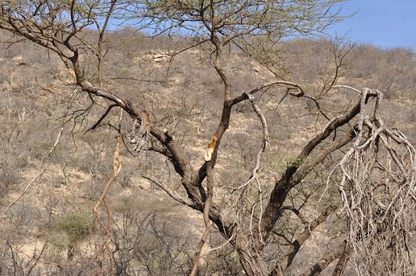 Nó bị giết hại một cách dã man, rách toạc vùng lưng, cổ đứt lìa, chỉ còn dính vào cơ thể bởi một đoạn da lủng lẳng trông rất đáng sợ.