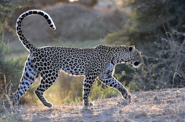 Chân dung sát thủ báo đốm sát hại con non một ngày trước khi xảy ra trận chiến.