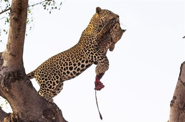 Báo đốm tha con non vừa giết chết lên cây như cách tha con mồi cất giấu.