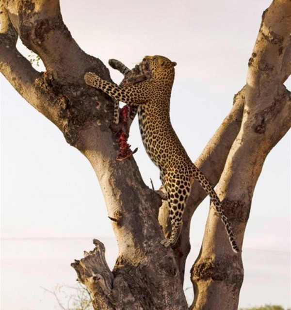 Pedro Segura chia sẻ, anh đã chụp những hình ảnh này với nhiều cảm xúc có sợ hãi, ngạc nhiên, có buồn phiền. Đây là một cảnh tượng bi thảm nhưng cũng là hiện tượng độc đáo và khác lạ mà anh chưa bao giờ được nhìn thấy.