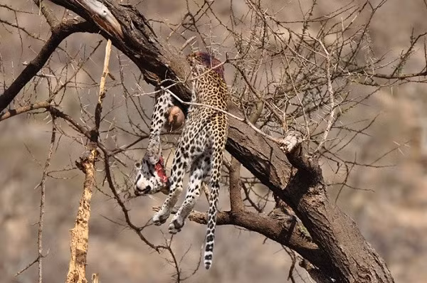  Xác một con báo đốm vắt ngang trên cây lớn, điều đặc biệt là có trạng thái nham nhở như đã bị kẻ săn mồi ăn dở dang.