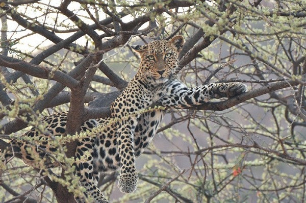 Nhiếp ảnh gia cho biết chuyện con non bị giết không phải lạ trong họ nhà mèo, tuy nhiên việc báo đốm ăn thịt đồng loại thì cực kỳ hiếm gặp.