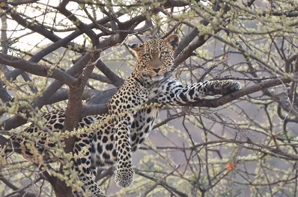 Nhiếp ảnh gia cho biết chuyện con non bị giết không phải lạ trong họ nhà mèo, tuy nhiên việc báo đốm ăn thịt đồng loại thì cực kỳ hiếm gặp.