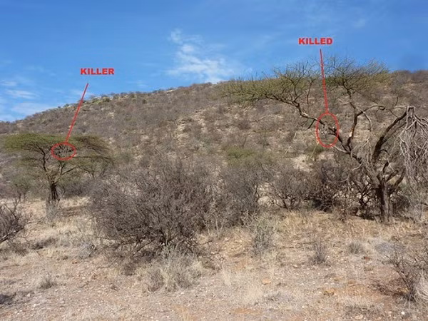 Còn hung thủ thì đang vắt vẻo trên một cái cây ngay gần đó - một con báo đốm lớn khác. Đây là kết quả cho cuộc tranh giành lãnh thổ vô cùng khắc nghiệt trong thế giới hoang dã.