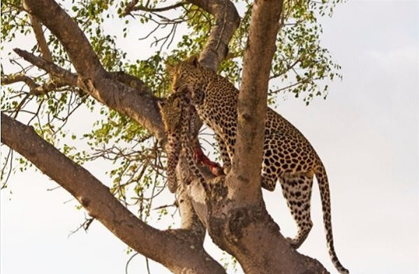 Hành động này cũng để cảnh cáo những con báo đốm khác, nhắc nhở chúng đừng dại làm phiền hay chống đối lại nó.