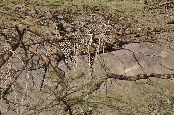 Con báo đực hung thủ khoảng 4 tuổi trong khi báo con xấu số mới chỉ được khoảng một tuổi.