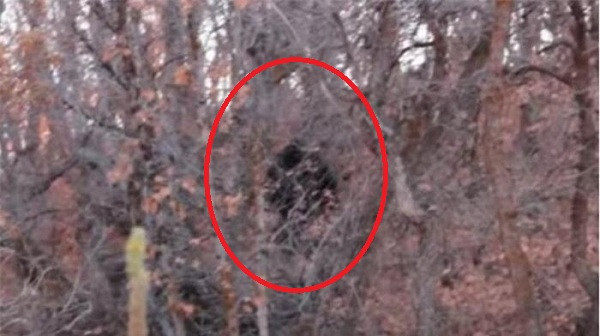 Quái vật Bigfoot có vẻ như từng xuất hiện tại Provo Canyon vào tháng 10/2012, nhiều người lại cho rằng đây chỉ đơn giản là một con gấu. Khi sinh vật này đứng lên bằng hai chân, những người đi bộ đã quá sợ hãi và bỏ chạy.