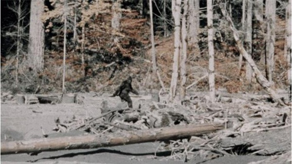 Hình ảnh được cắt từ đoạn phim về Bigfoot nổi tiếng do Roger Patterson và Bob Gimlin ghi lại ở Bắc California vào năm 1967. Nhìn từ xa và ngay cả khi phóng to cũng không thể lý giải đây là một người mặc bộ đồ tinh tinh hay một quái vật chân to Bigfoot.