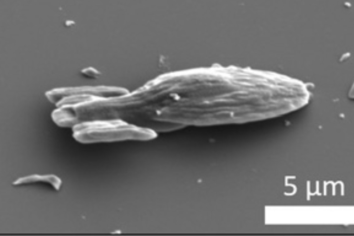 "Thông qua nghiên cứu microswimmer nhân tạo, chúng tôi muốn hiểu rõ các microswimmer sinh học. Hiểu biết này có thể giúp ích cho việc phát triển những phương tiện vận chuyển thuốc mới. Ví dụ, robot nhỏ bơi tự động và mang thuốc tới địa điểm mong muốn trong cơ thể người" - Samia Ouhajji, thành viên nhóm nghiên cứu, cho biết.