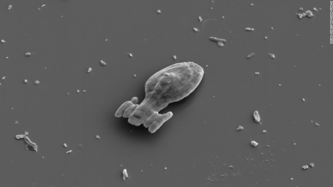 Điều này giúp họ xác định ảnh hưởng của mỗi hình dáng tới chuyển động của hạt đang bơi.