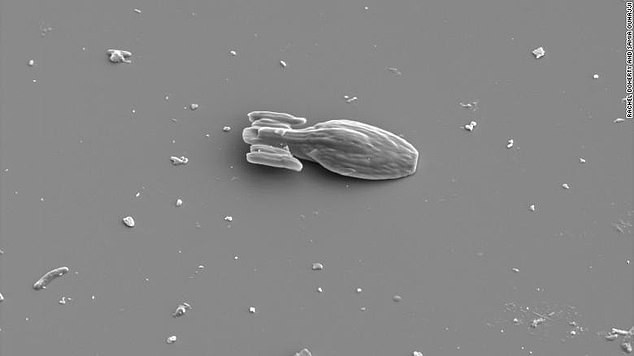 Sử dụng máy in 3D, nhóm nghiên cứu phát hiện họ có thể in bất kỳ hình dáng nào của microswimmers, bao gồm thuyền và tàu vũ trụ.