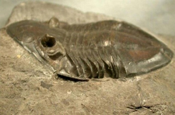 Rận khổng lồ sống ở thời đại cổ sinh, cách đây 500 triệu năm. Loài động vật thời tiền sử này khá giống một con cua móng ngựa với chiều dài 60 cm, sở hữu một chiếc mai cứng, dày với cơ thể nhiều phần trông đáng sợ hơn nhiều so với những con rận bé xíu hiện tại.