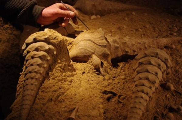 Loài sên lớn nhất hiện nay là sên đất châu Phi, với chiều dài cơ thể là 18cm, đường kính vỏ là 9cm, nhưng không phải là đối thủ của sên tiền sử C.gigantem. Các nhà cổ sinh học cho rằng loài sên này sống ở dưới biển cách đây 50 triệu năm, dài tới 60 cm.