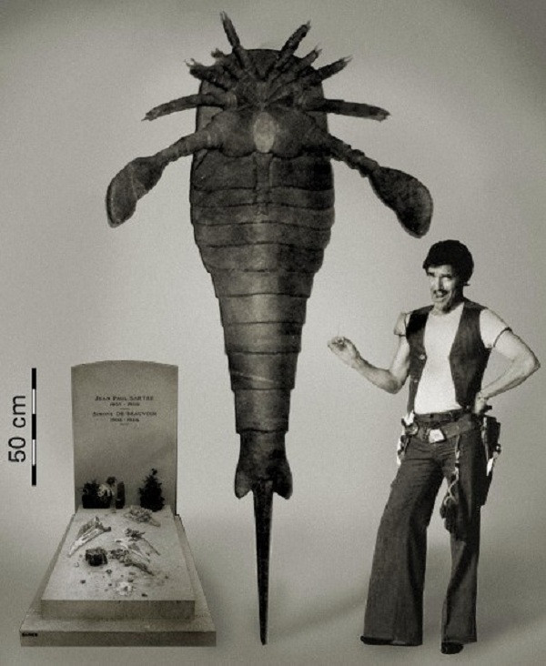 Một loài vật lai giữa rết và bọ cạp sống trong môi trường nước, chưa rõ thức ăn của chúng là sinh vật sống hay phù du nhưng với kích thước cực khủng của mình rõ ràng loài vật này xứng đáng là quái vật thời tiền sử.