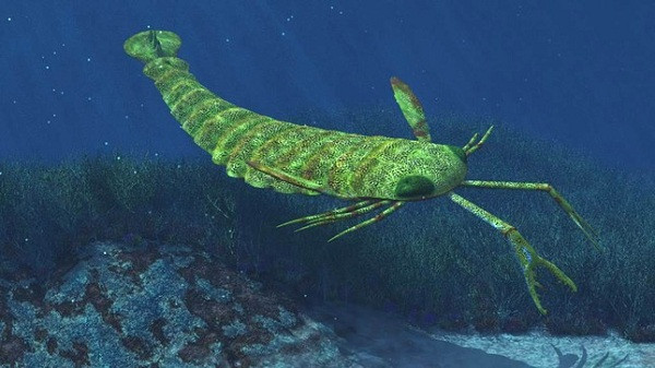 Năm 2007 các nhà khoa học tìm ra hóa thạch của loài bọ cạp biển J.rhenaniae với chiều dài lên tới 46cm. Loài bọ cạp này săn bắt cá và ăn thịt cả đồng loại ở những vùng nước nông gần bờ.