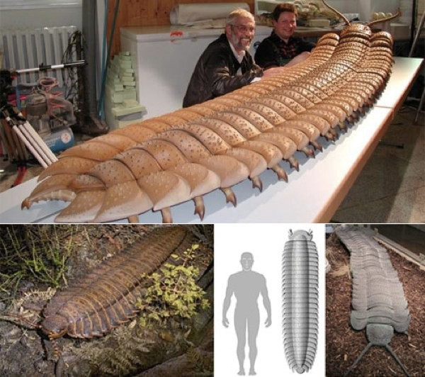 Không ít người phải sởn gai ốc khi chứng kiến hình ảnh rết Arthropleur - loài không xương sống lớn nhất trên Trái đất đến nay. Các hóa thạch tìm thấy ở Nova Scotia, Scotland và Hoa Kỳ cho thấy loài rết cổ đại có thể đối nghịch với kích cỡ của người trưởng thành khi có thể dài tới 2,4m và đường kính cơ thể có thể lên tới vài feet.