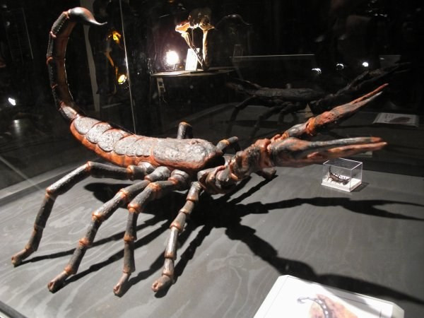 Đáng sợ không kém là tổ tiên của loài bọ cạp đất. Loài côn trùng thời tiền sử P.kirktonennsis sống ở kỷ Devon, cách đây 400 triệu năm, ăn các loài chân đốt và côn trùng mặc dù nọc độc của nó đủ mạnh để tiêu diệt một số loài động vật lớn.