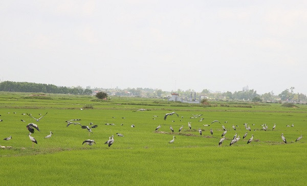 Trước việc cò nhạn xuất hiện trở lại ở Quảng Trị, Đại diện Chi cục Kiểm lâm tỉnh Quảng Trị cho biết, đã có nhiều văn bản gửi cho các đơn vị liên quan về việc tuyên truyền bảo vệ loài chim quý hiếm này. Cơ quan chức năng tại Quảng Trị đã tổ chức tuyên truyền, đề nghị người dân bảo vệ; cấm săn bắt, xua đuổi. Ảnh: dantri