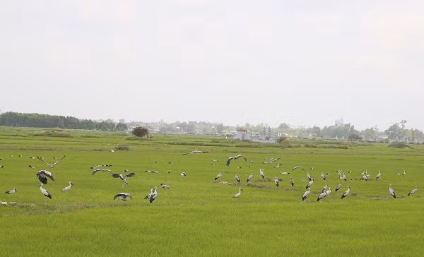 Trước việc cò nhạn xuất hiện trở lại ở Quảng Trị, Đại diện Chi cục Kiểm lâm tỉnh Quảng Trị cho biết, đã có nhiều văn bản gửi cho các đơn vị liên quan về việc tuyên truyền bảo vệ loài chim quý hiếm này. Cơ quan chức năng tại Quảng Trị đã tổ chức tuyên truyền, đề nghị người dân bảo vệ; cấm săn bắt, xua đuổi. Ảnh: dantri