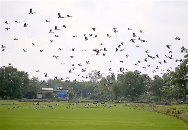  Loài cò quý hiếm di cư đến tỉnh Quảng Trị từ những ngày đầu năm 2019, sau đó sinh sống phân tán ở huyện Cam Lộ, huyện Triệu Phong và huyện Gio Linh cho đến hiện nay. Ảnh: tienphong