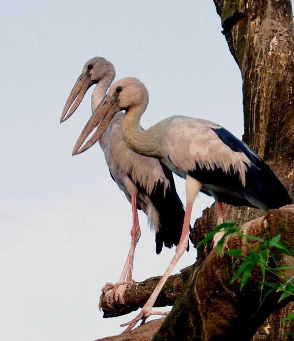 Cò nhạn chủ yếu có màu trắng, cánh mang màu đen bóng, đuôi ánh lục hay tía, chân hồng, vàng nhạt hay nâu nhạt, mỗi con trưởng thành có khối lượng khoảng từ 1kg đến 1,2kg, cao trung bình 40cm. Ảnh: VNExpress