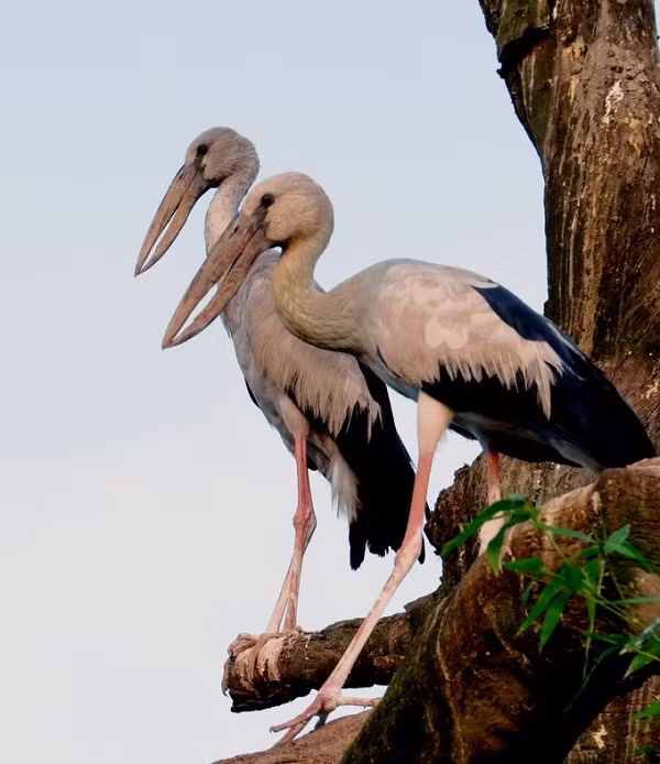Cò nhạn chủ yếu có màu trắng, cánh mang màu đen bóng, đuôi ánh lục hay tía, chân hồng, vàng nhạt hay nâu nhạt, mỗi con trưởng thành có khối lượng khoảng từ 1kg đến 1,2kg, cao trung bình 40cm. Ảnh: VNExpress