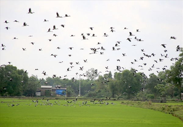 Những ngày đầu năm nay, đàn cò tập trung kiếm ăn và lưu trú tại Quảng Trị, tạo nên khung cảnh đẹp thanh bình hiếm thấy. Chúng sà xuống ruộng lúa tìm kiếm thức ăn vào buổi sàng, đến trưa thì bay vào nghỉ ở rừng tràm, tối trở lại ngủ ở rừng cao su huyện Gio Linh cách đó 10km. Ảnh: laodong