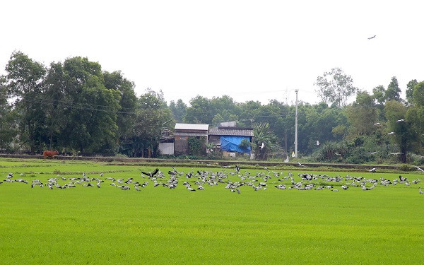 Cò nhạn có đặc điểm sống định cư, nhưng do vùng sinh sống và nơi tìm kiếm thức ăn thu hẹp nên chúng phải di cư tới vùng khác. Có đặc tính sinh sản thành bầy nhưng chúng cũng có thể bỏ qua việc sinh sản trong những năm hạn hán. Ảnh: dantri