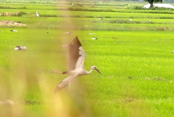 Trên thế giới, người ta tìm thấy loài cò quý hiếm này xuất hiện ở các nước Nam Á và Đông Nam Á như Ấn Độ, Sri Lanka, Burma và Thái Lan. Tại Việt Nam, chúng xuất hiện không nhiều, chủ yếu ở miền Tây Nam bộ và Tây Ninh. Ảnh: laodong
