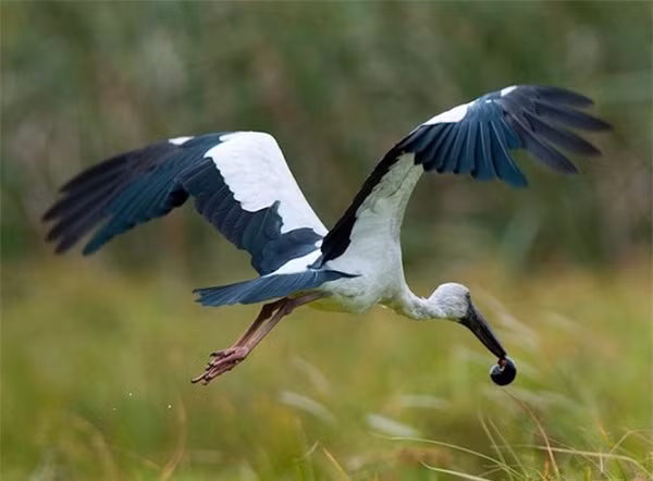 Loài cò nhạn có tên khoa học là Anastomus oscitans, là một loài chim thuộc họ Hạc. Nó còn có tên gọi khác là cò ốc, thường sinh sống ở những vùng rừng ngập mặn. Ảnh: birdwatchingvietnam