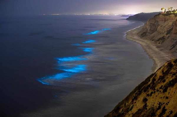 Ban đêm, với số lượng cá thể đông chúng phát ra ánh sáng neon màu xanh, chuyển động trong nước biển và gây ra hiện tượng sóng quang học.