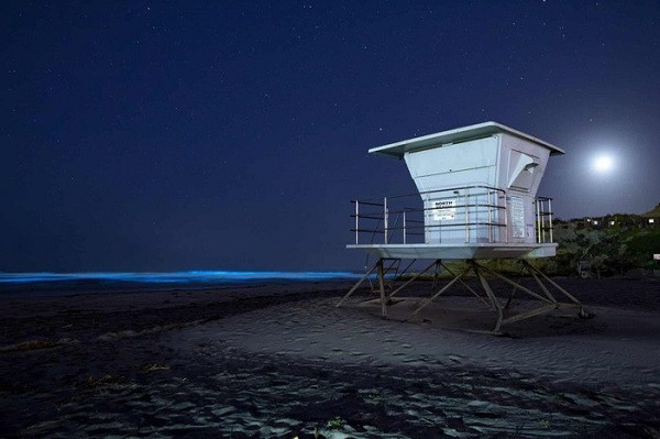 Thực tế, hiện tượng sóng phát quang sinh học trên biển không quá hiếm gặp. Theo chuyên gia hải dương học Hastings, thuộc Đại học Havard, loài nó xảy ra là do sự phát quang của một số loại sinh vật phù du như tảo biển sống lơ lửng trong nước biển.