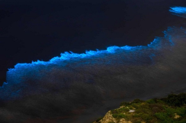 Hiện tượng sóng biển phát sáng kỳ ảo được phát hiện từ những năm 1900. Tại khu vực bờ biển phía Tây và phía Nam California, Mỹ nó xảy ra vài năm một lần.