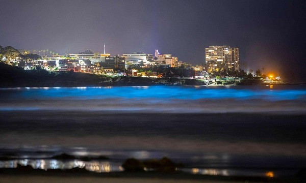 Trong khi vảo ban ngày, loài tảo biển này nổi trên bề mặt khiến nước có màu nâu đỏ, gây ra hiện tượng thủy triều đỏ khi chúng nở hoa với số lượng lớn.